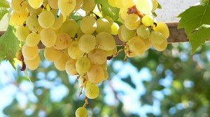 house_apartments_losinj_15